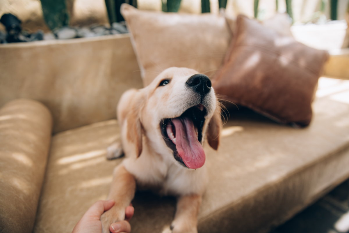 Are pets allowed in social housing?